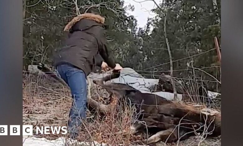 Canadian couple rescues moose with bare hands