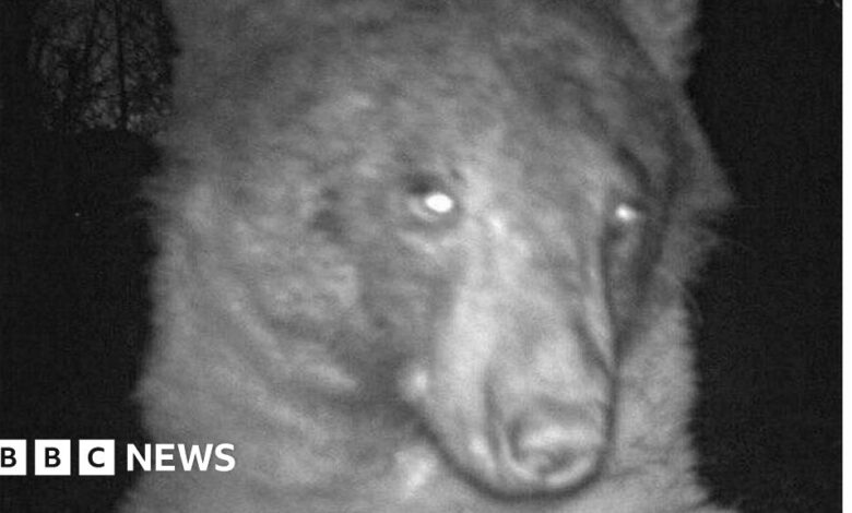 Colorado bear poses for roughly 400 'selfies' on wildlife camera