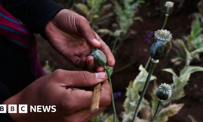 Opium production in Myanmar surges to nine-year high