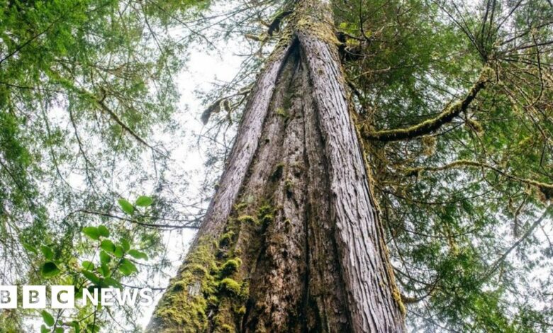 The ancient trees at the heart of a case against the Crown