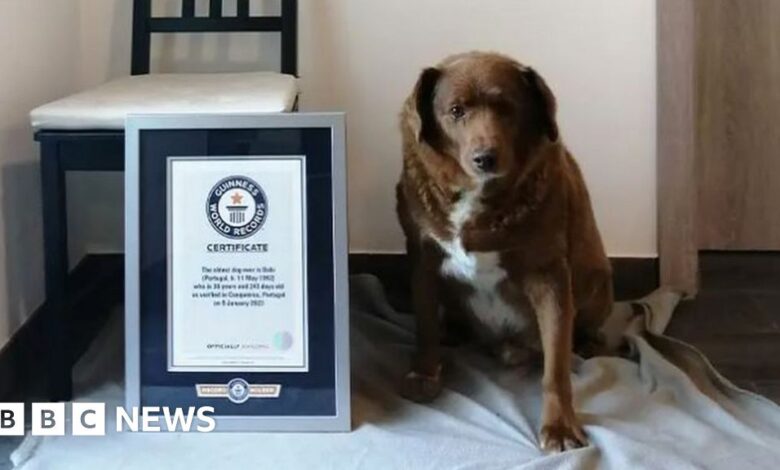 Bobi breaks Guinness World Record for oldest dog ever