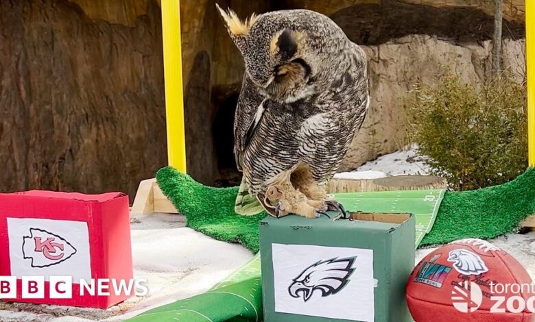 Hippos, pandas and owls pick the Super Bowl winner