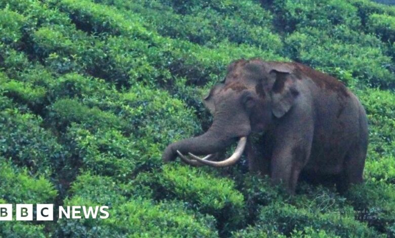 Padayappa: The friendly India elephant whose fame is a curse