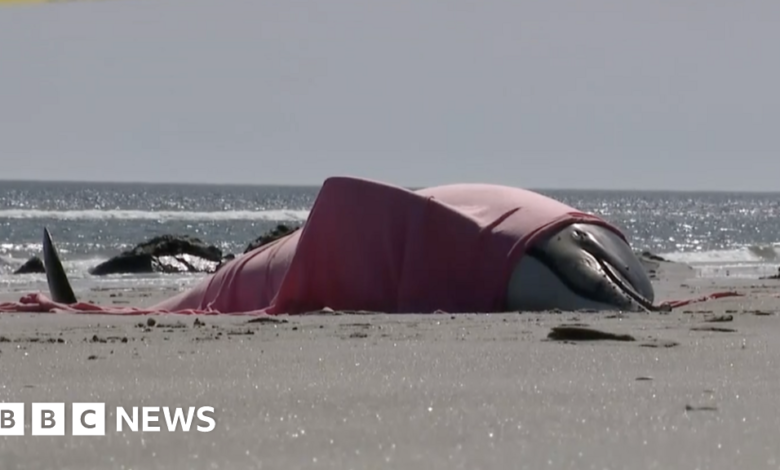 Eight dolphins dead after washing ashore in New Jersey