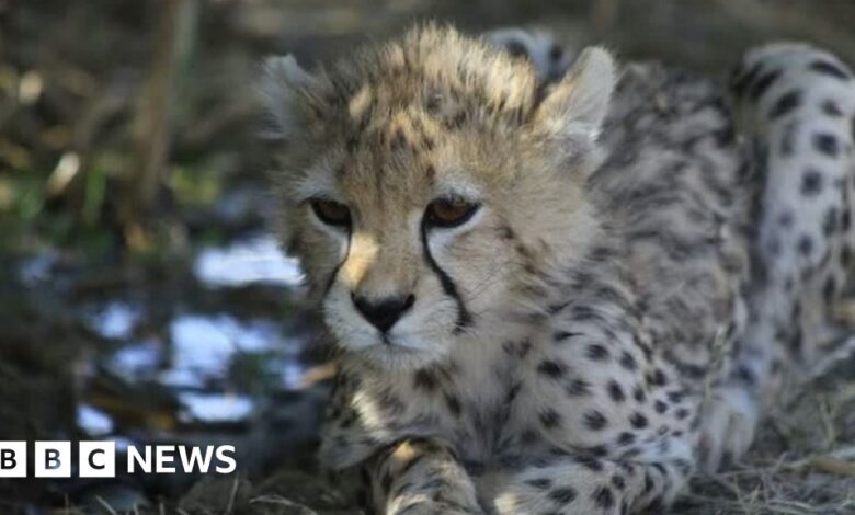 Iran protests: Rare cheetah cub Pirouz's death mourned