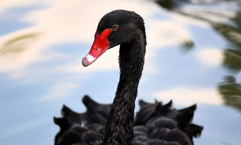 Why the collapse of Silicon Valley Bank was not a black swan