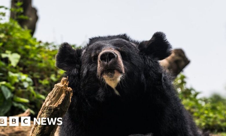 Bear meat vending machine is a first for Japan