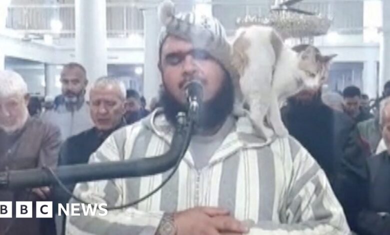 Cat jumps on imam leading Ramadan prayers in Algeria