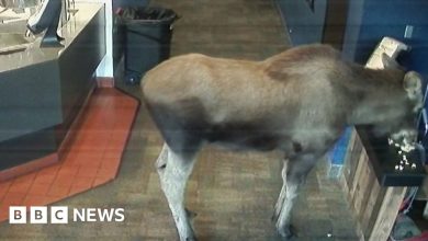 Curious Alaskan moose visits cinema for an evening snack