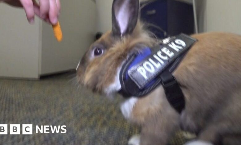 Forget a K9 unit, this police station has a bunny