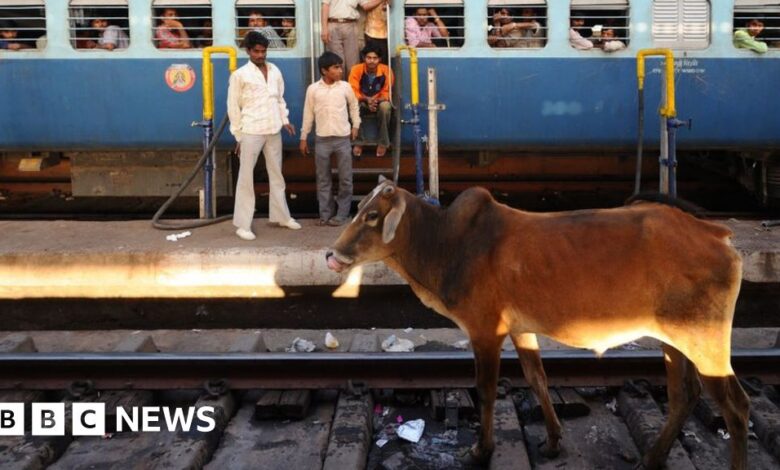 Indian Railways: Why trains still kill thousands of cattle every year