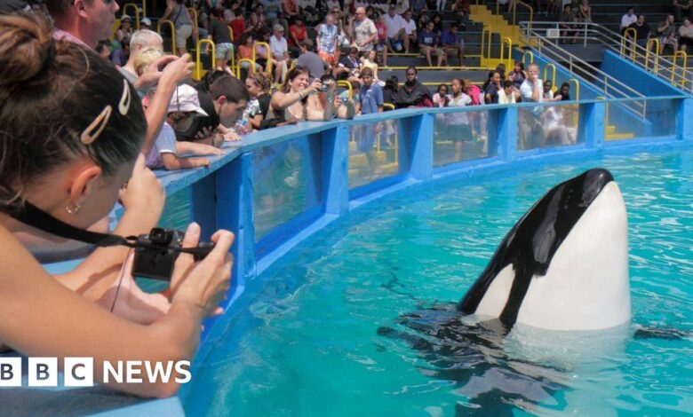 Miami Seaquarium is returning Lolita the killer whale to her home waters