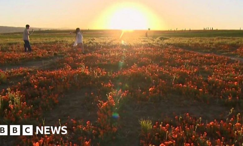 Rare California poppy superbloom thrills crowds