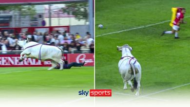 A bull runs riot during the warm-up at the Stade Gilbert Brutus ahead of Catalans Dragons' clash with St Helens